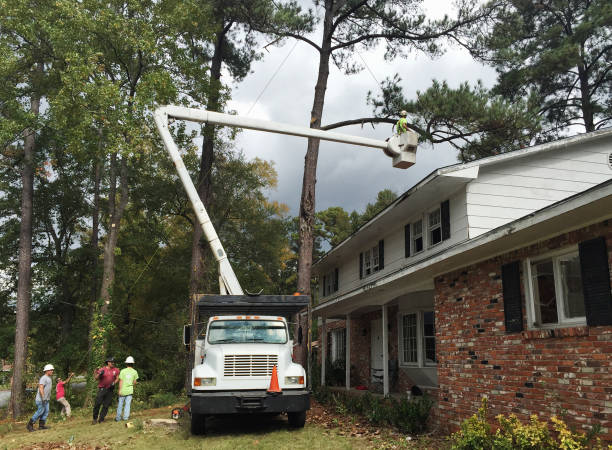 Best Hedge Trimming  in Solomons, MD